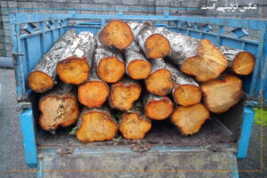 کشف و ضبط بیش از 20 تن چوب قاچاق در مهاباد
