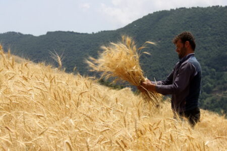 قیمت هر کیلو گندم در سال جدید ۹۵ هزار ریال تعیین شد