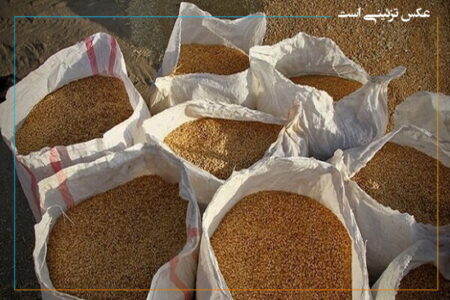 ۱۳ تن گندم فاقد مجوز در مهاباد توقیف شد