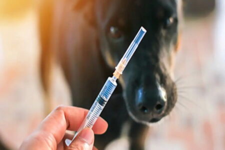 About 600 dogs were vaccinated in Mahabad