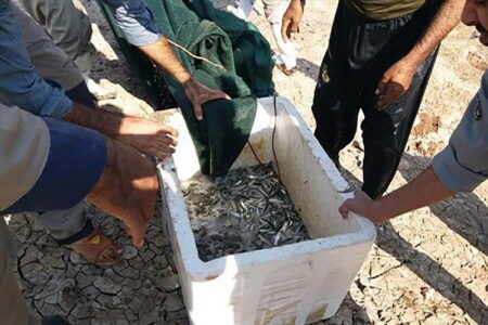 Saving thousands of baby fish lives in Mahabad
