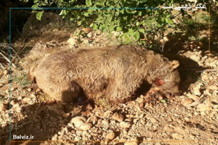 یک قلاده توله خرس در ارتفاعات پیرانشهر تلف شد