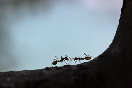 مورچه ها چگونه روی دیوار حرکت می کنند؟