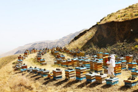 فعالیت بیش از ۳۰۰ نفر در مهاباد در صنعت زنبورداری