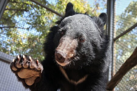 حکم قاضی اشنویه ای در حمایت از “لالین” توله خرس بلوچی