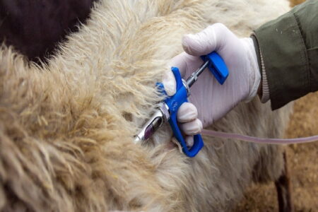 عملیات واکسیناسیون رایگان تب برفکی در مهاباد
