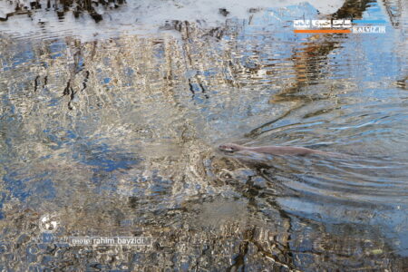 مشاهده “سگ آبی ” در رودخانه مهاباد / فیلم و عکس