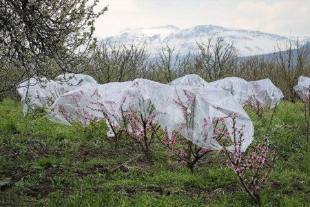 سرمای بهاره ۷۰۰ میلیارد تومان به باغ‌های آذربایجان‌غربی خسارت زد