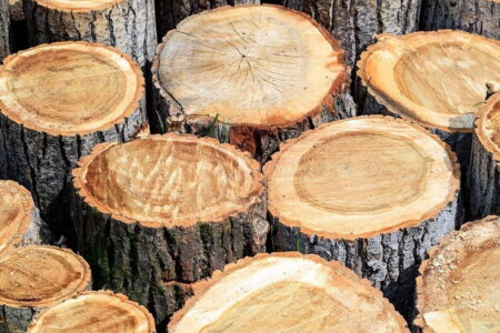کشف ۱۲۰ تن چوب قاچاق در سال گذشته در مهاباد