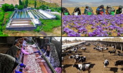 اجرای بیش از ۵۰۰ طرح در حوزه اشتغال پایدار روستایی در مهاباد