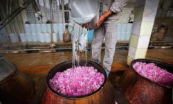 سالانه بیش از ۸۰۰ هزار لیتر گلاب در آذربایجان غربی تولید می شود