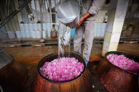 سالانه بیش از ۸۰۰ هزار لیتر گلاب در آذربایجان غربی تولید می شود