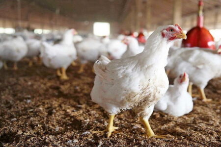 یک واحد تولیدی گوشت مرغی در مهاباد افتتاح شد