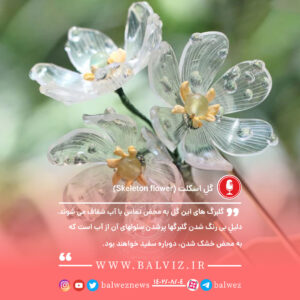 گل اسکلت (Skeleton Flower)