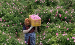 برداشت روزانه بیش از ۷۰۰ تن گل محمدی در آذربایجان غربی