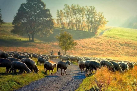 صاعقه باعث تلف شدن بیش از ۷۰ گوسفند در مهاباد شد