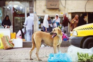 بیش از سه هزار نفر در استان کردستان مورد حیوان گزیدگی قرار گرفت