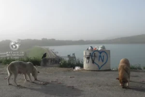 حیوان گزیدگی در مهاباد ۱.۵ برابر شد