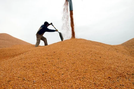 خریداری ۱۴ هزار تن گندم از کشاورزان مهابادی