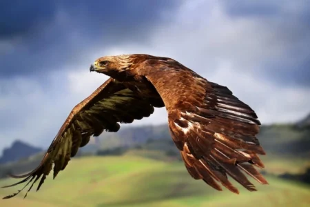 ۲ قطعه عقاب طلایی در سردشت در دامن طبیعت رها سازی شد