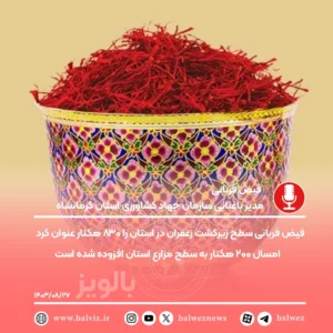 پیش بینی تولید ۶ تن زعفران در استان کرمانشاه