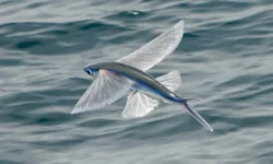 Flying fish – unusual fish