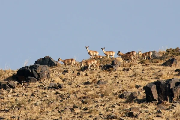 سرشماری پستانداران حیات وحش زیستگاه‌های سردشت