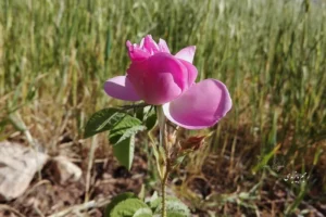 ئەو ساڵەی تێپەڕی