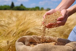 توزیع ۲۳ هزار تن بذر گندم و جو در بین کشاورزان آذربایجان‌غربی