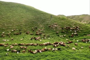 هشدار منابع طبیعی به چرای زودرس دام در مراتع