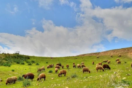 اجرای طرح مرتع‌داری در مهاباد