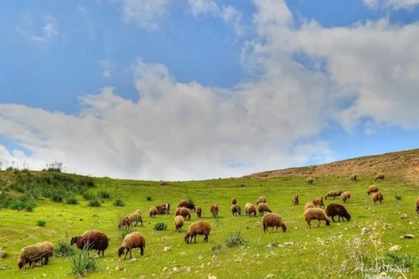 اجرای طرح مرتع‌داری در مهاباد