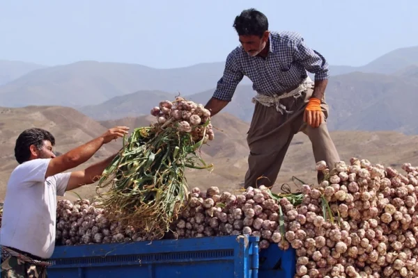 برداشت سیر از مزارع شاهیندژ آغاز شد