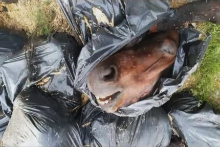 کشف لاشه ۲۰ رأس اسب در بوکان