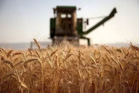 23هزار تن گندم مازاد بر نیاز در مهاباد خریداری شد