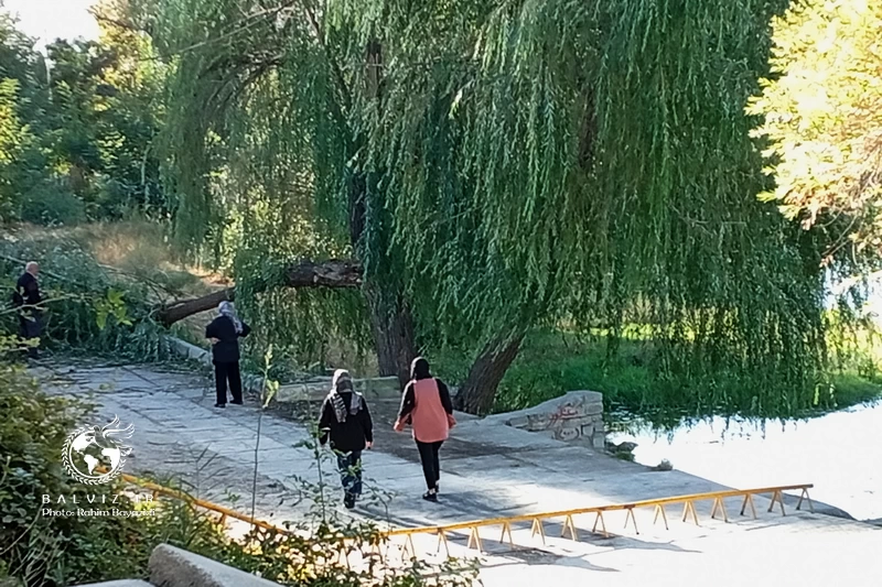 شکستن درختان کهنسال در مهاباد بر اثر وزش باد