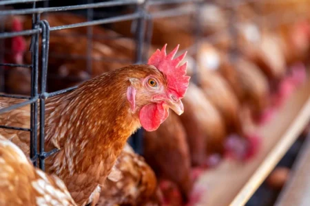 جریمه سنگین ۱.۸ میلیاردی مرغداری متخلف در مهاباد