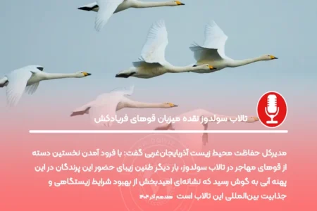 تالاب سولدوز نقده میزبان قوهای فریادکش