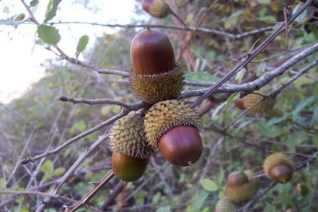 کاشت بذر بلوط در مهاباد