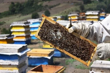 سموم غیرمجاز به زنبورداران مهابادی خسارت زد