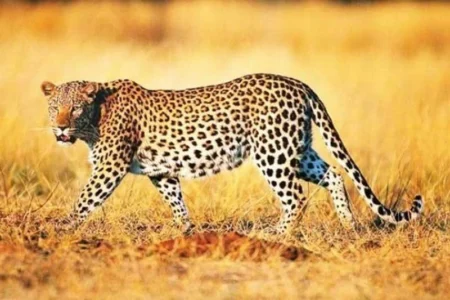 صحنه‌ای نادر از نبرد پلنگ و خدنگ،شکار ناتمام