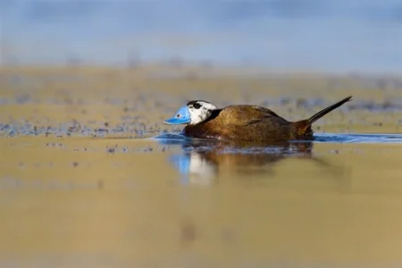 مشاهده اردک در خطر انقراض در تالاب کانی برازان مهاباد