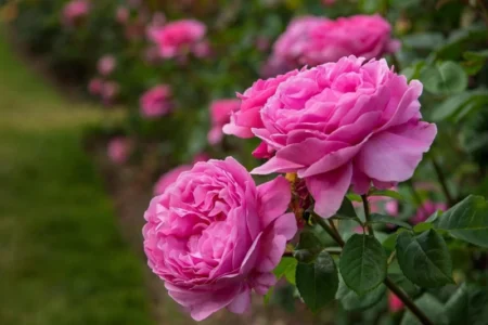 اراضی کشاورزی آذربایجان غربی آراسته به گل محمدی
