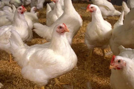 بزرگ‌ترین واحد مرغ گوشتی شمال‌غرب کشور در بوکان به بهره برداری می رسد