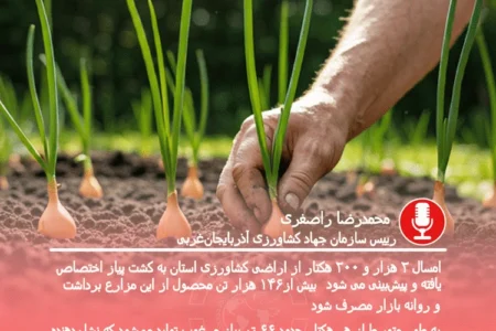 کشت پیاز در اراضی زراعی آذربایجان غربی