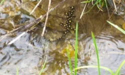 Kurdish Newt Census in Oshnavieh