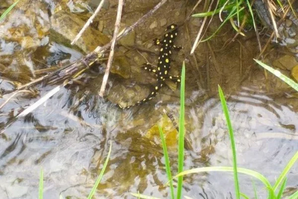 Kurdish Newt Census in Oshnavieh