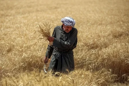 افزایش ۵۰ درصدی تولید گندم در مهاباد
