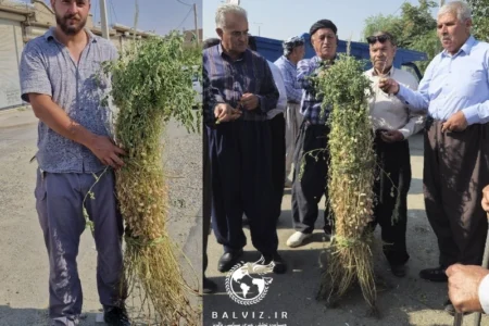 برداشت نخود یک متری در مهاباد