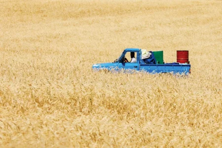 خرید بیش از ۴۴ هزار تن گندم در مهاباد